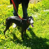 SOS POUR DEUX FEMELLES LEVRIERS WHIPPET A ADOPTER - Galgo-en-souffrance/Blog Association Liaison Lévriers