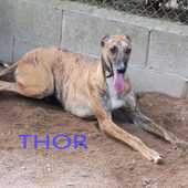 LIAISON LEVRIERS/ NOS LEVRIERS GALGOS A L ADOPTION - Galgo-en-souffrance/Blog Association Liaison Lévriers