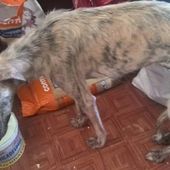 LIAISON LEVRIERS/AIDEZ NOUS A SAUVER PAZ - Galgo-en-souffrance/Blog Association Liaison Lévriers