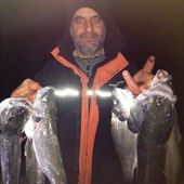 Loups à Gogo aux Saintes-Maries