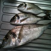 Samy et ses dodos - Dorade Surfcasting