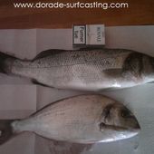 Philippe VLM et son fils - Dorade Surfcasting