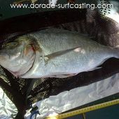 Georges et sa dorade de 2,7kg - Dorade Surfcasting