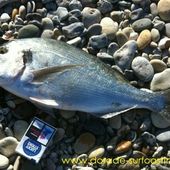 Rémi 34 - Dorade Surfcasting