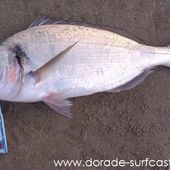 Xavier à l'Espiguette - Dorade Surfcasting