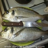 Sébastien prolonge sa saison des dorades - Dorade Surfcasting