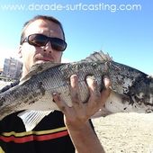 Loup en surfcasting à Palavas - Dorade Surfcasting