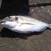 La saison 2014 de Guy - Dorade Surfcasting