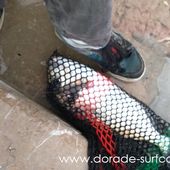 Dorade de 1,5kg au canal de Sète - Dorade Surfcasting