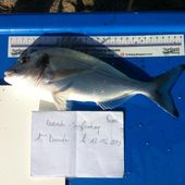 Roms du 66 - Dorade Surfcasting