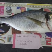 Batavia et sa dodo 2015 - Dorade Surfcasting