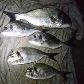 Paseut a eu du nez - Dorade Surfcasting