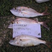 Guy et ses pageots - Dorade Surfcasting