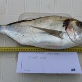 Mathieu à la Grande-Motte - Dorade Surfcasting
