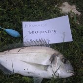 Guy remet ça - Dorade Surfcasting