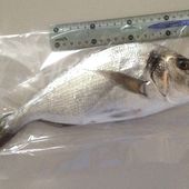 David de Marseille - Dorade Surfcasting