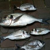 Le Corse, le retour! - Dorade Surfcasting