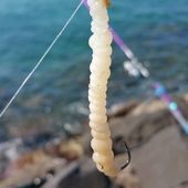 Olivier explose son record - Dorade Surfcasting