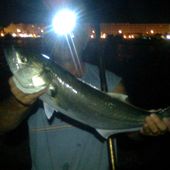 Lofti et sa belle sériole - Dorade Surfcasting