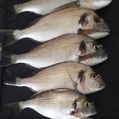 Bruno, Walter et Aldo - Dorade Surfcasting