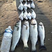 Rachid se met plein d'écailles - Dorade Surfcasting