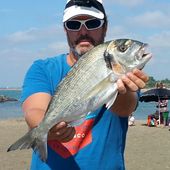 Olivier dompte les dodos - Dorade Surfcasting