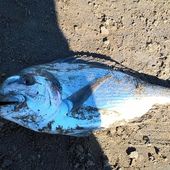 La saison 2016 de la dodo est lancée - Dorade Surfcasting