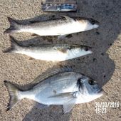 Marco de Fréjus - Dorade Surfcasting