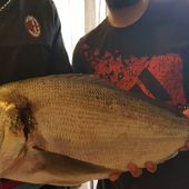 MONSTRUEUSE DORADE en Languedoc : 5,630kg! - Dorade Surfcasting