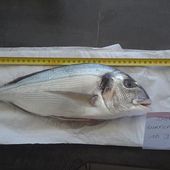 Bernard apporte sa contribution - Dorade Surfcasting