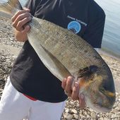 Les deux frères ont encore frappé! - Dorade Surfcasting
