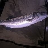 Guy l'a bien senti - Dorade Surfcasting
