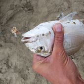 Xavier sur sa lancée - Dorade Surfcasting