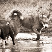 La relation en photo avec nos chiens - Balade Ton Chien