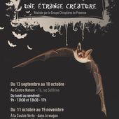 La chauve-souris, une étrange créature