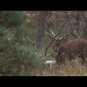 gilles marchal - Le blog de Jeno l'écolo Jenofanimalhumaniste