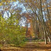Balade en forêt de Fontainebleau - Le blog de Pi_ro_94