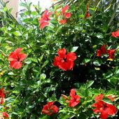 240 - Fleurs à l'île Rodrigues 06, océan indien, - SKREO-Dz