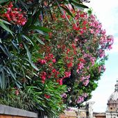 Rome fleurie et touristique - Mare Nostrum