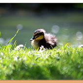 photo / avoir l'oeil partout - PASSE TEMPS
