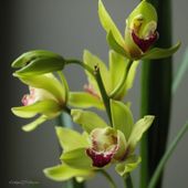 Mes orchidées en fleurs.. - ©by Evelyne, Tout Simplement...