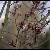 Si, si, si ! C'est le Printemps qui vient ! - ©by Evelyne, Tout Simplement...