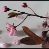Oser le Rose ! - ©by Evelyne, Tout Simplement...