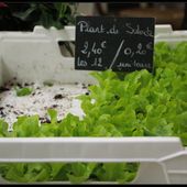 Savez-vous planter...