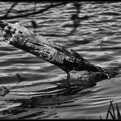 Couché ou debout... - ©by Evelyne, Tout Simplement...