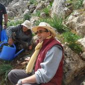 Vagues... Les Randonneurs de Skikda :Plantation du Cèdre au Mont Sidi Driss (67) - srigina