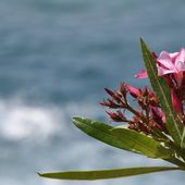 agues...Les Randonneurs de Skikda : Alto à Marsa Zitoune (Khnak Mayoune) (81) - srigina