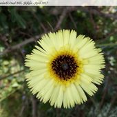 Quai... De la flore à Oued Bibi dans la wilaya de Skikda (2) - srigina