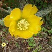 Quai... De la flore à Oued Bibi dans la wilaya de Skikda ( 3/4) - srigina