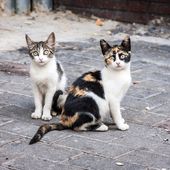 164 CHATS SANS FAMILLE A ADOPTER - Maltraitance animale